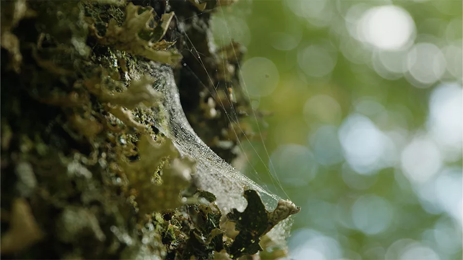A spider's web over lichen