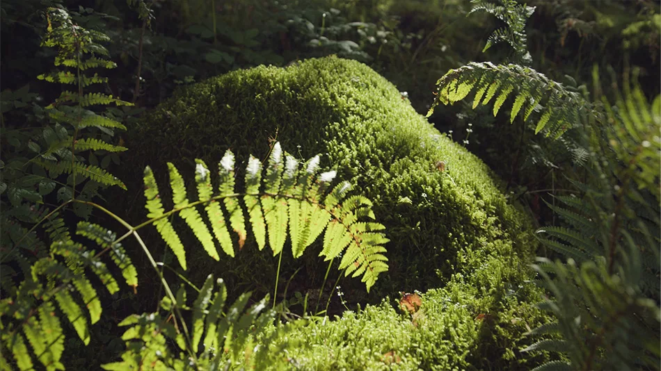 Sunlight cast onto ferns in the forest