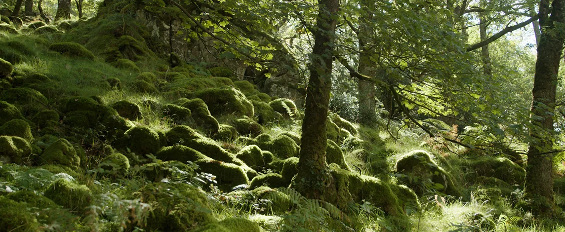 Borrowdale temperate forest